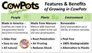 COWPOTS SQUARE 12PK 4IN