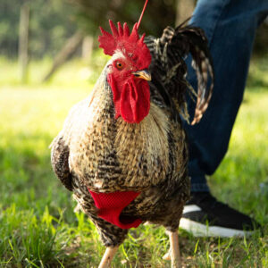 CHICKEN MESH HARNESS MEDIUM